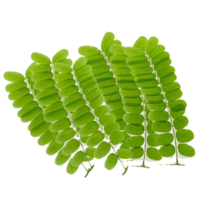 TAMARIND LEAVES