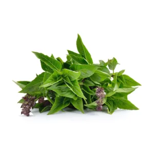 BASIL LEAVES