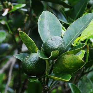 MUSK LIME LEAVES