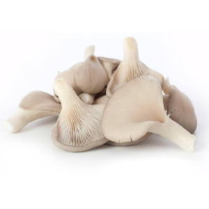 OYSTER MUSHROOM