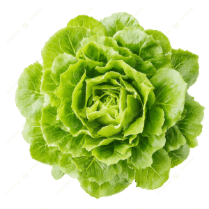 ICEBERG LETTUCE